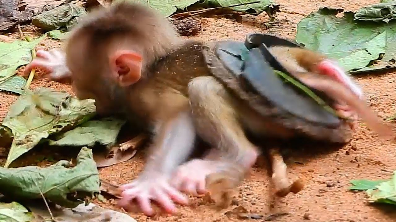 Oh Go-d! Poor Lovely Baby Monkey Newborn Wild, Wildlife Monkey, Nat Geo Wild Monkey