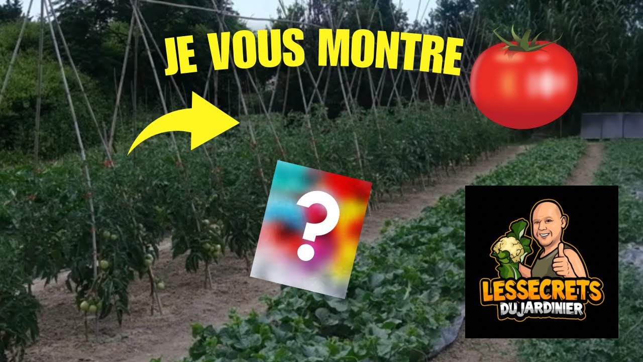 Comment entretenir ses plants de tomates 🍅❤️en juillet 2024 [on enlève les gourmands 😜!!]