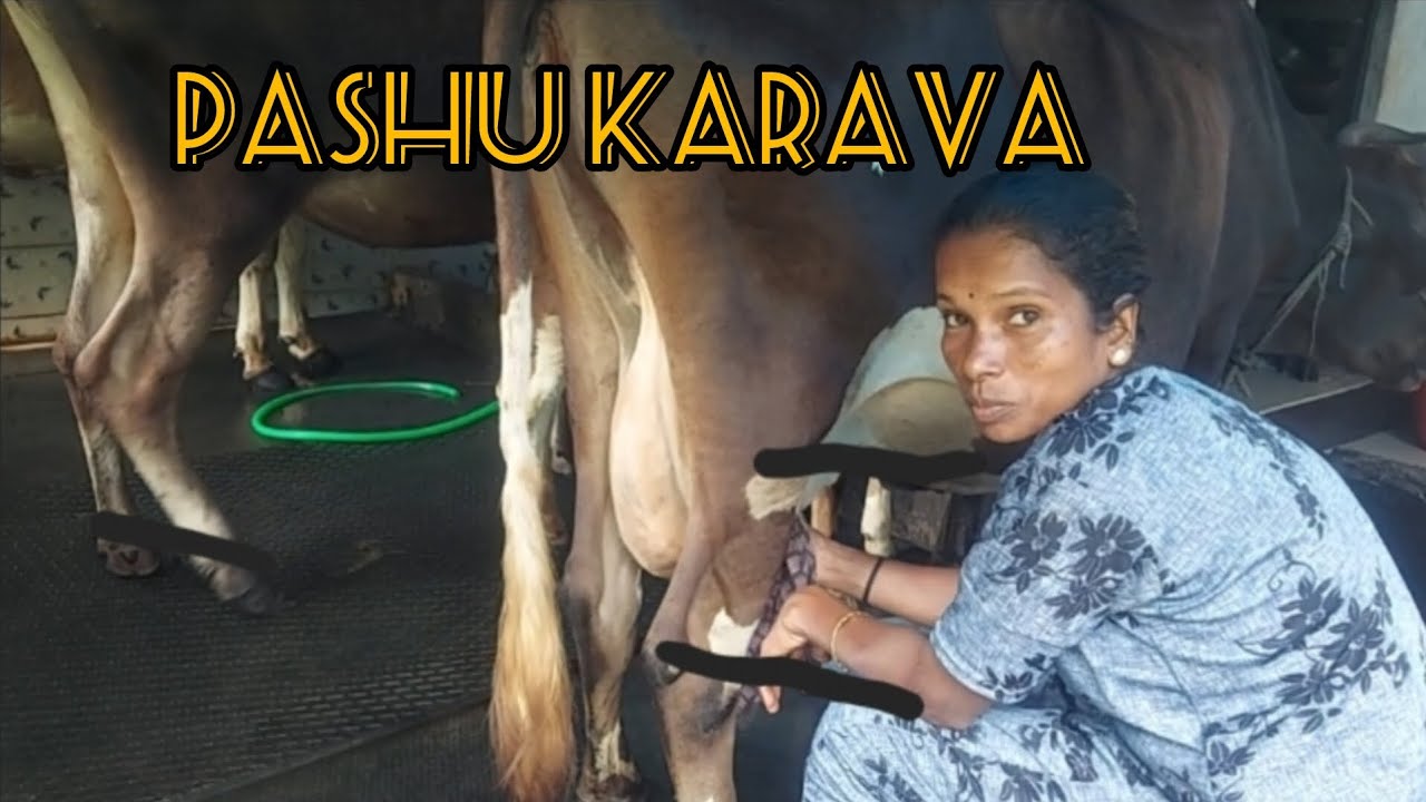 Pashu karava