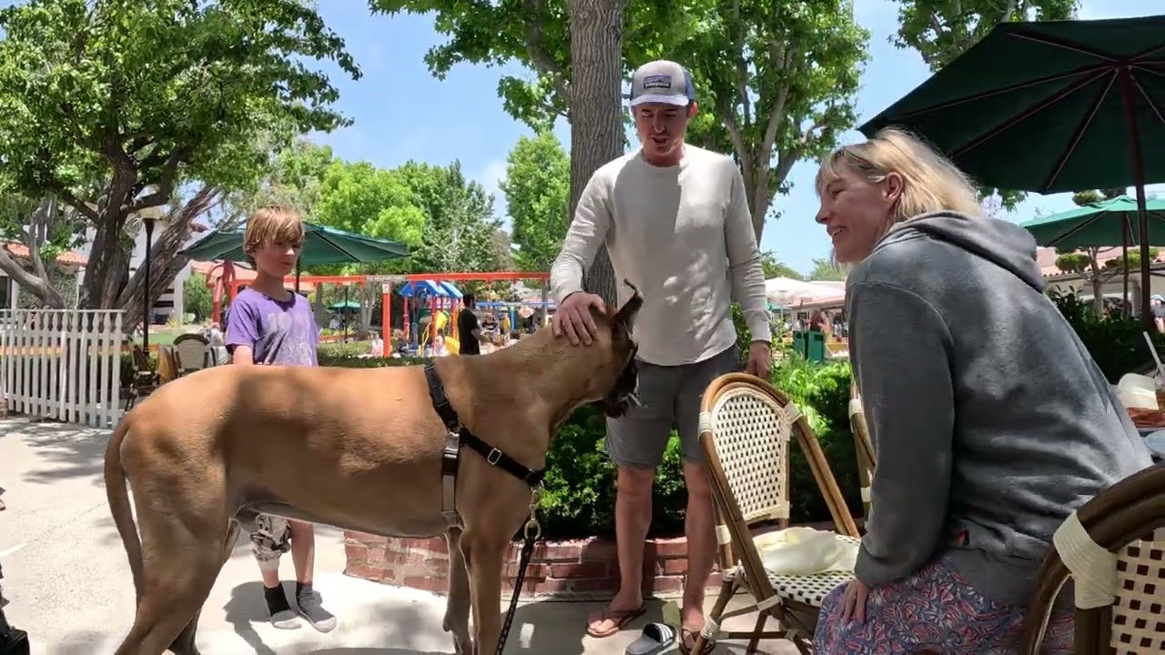 Cash 2.0 Great Dane meeting new people in Malibu 30
