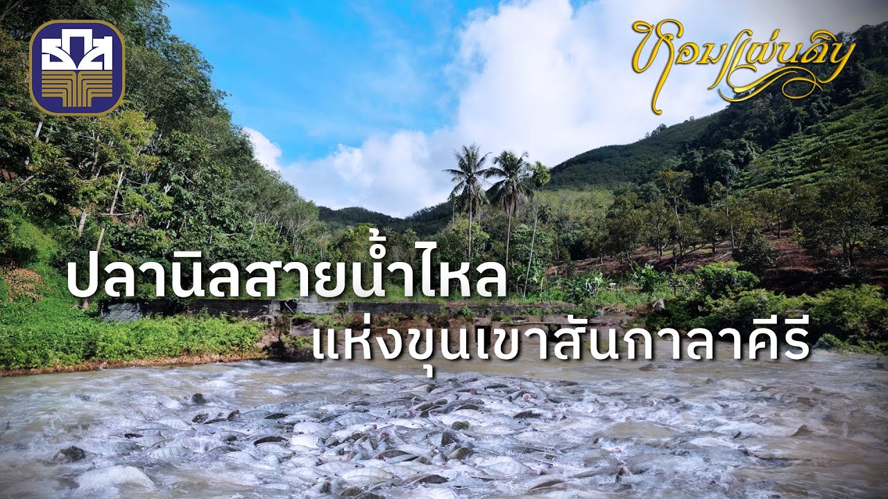 [Full] หอมแผ่นดิน 2567 I EP 12 ขุนเขา สายน้ำ และปลานิลแห่งสันกาลาคีรี