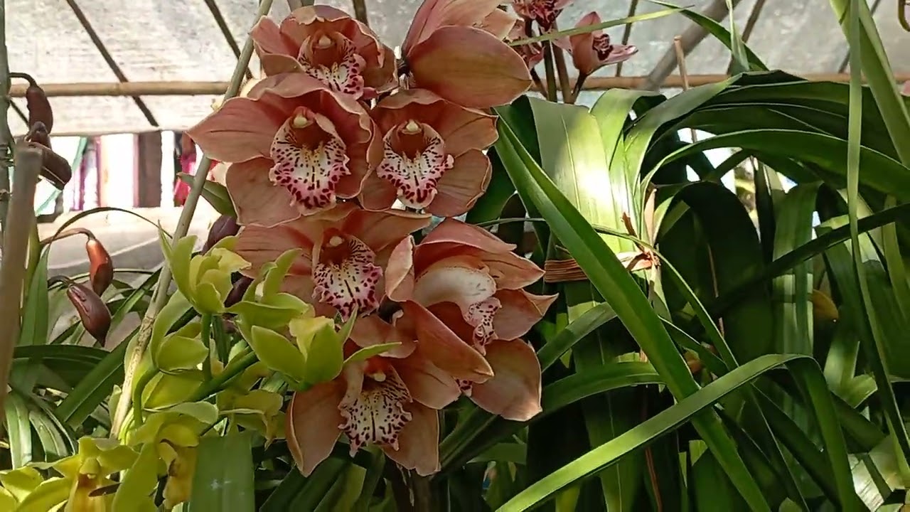 blooming cymbidium orchids for sale watapp or call 9775583778 # care of cymbidium orchids