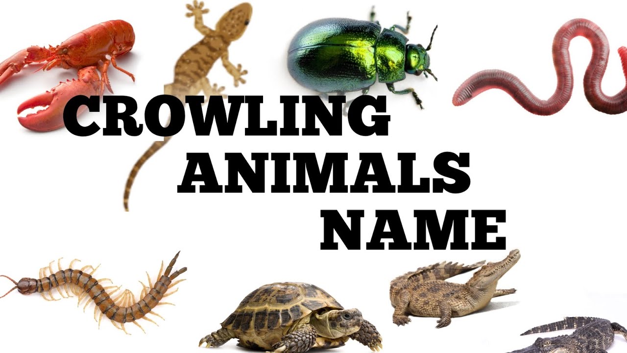 CROWLING ANIMALS NAME/ KIDS FUN VIDEO/LEARN ANIMALS NAME/EDUCATIONAL VIDEO 