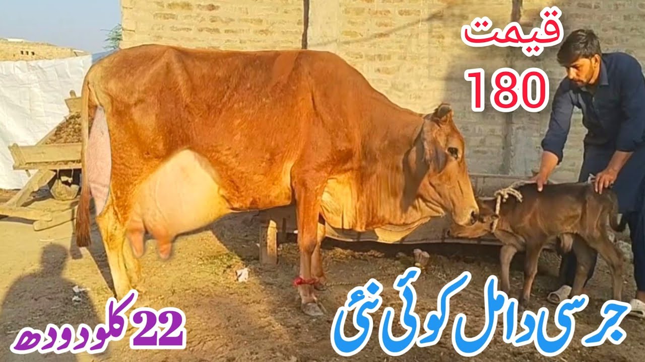 جرسی کراس تازہ گائے برائے فروخت لائیو چوائی 24لیٹردودھ 9/3/2026#03055692351 