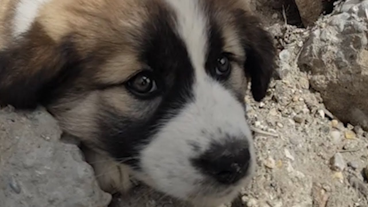 British soldier forms unbreakable bond with Syrian puppy