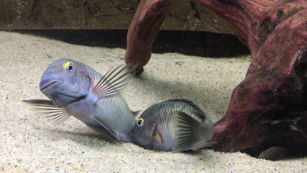 Tropheus moorii 