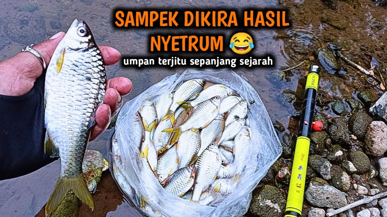 DIKIRA NYETRUM, LHA WONG SAYA PAKAI UMPAN TERJITU SEPANJANG SEJARAH KOK‼️