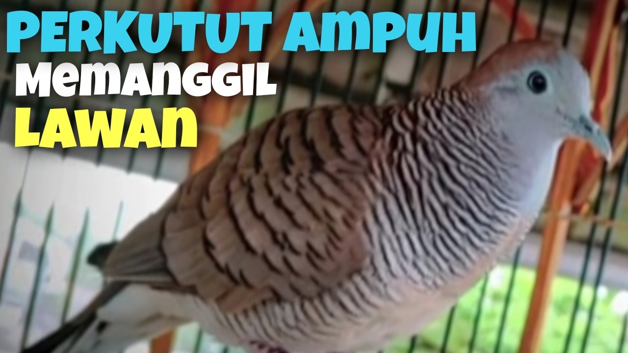 JUARANYA PANCINGAN PERKUTUT,,,, PASTI IKUTAN BUNYI SEMUA,,PANCINGAN AGAR RAJIN BUNYI