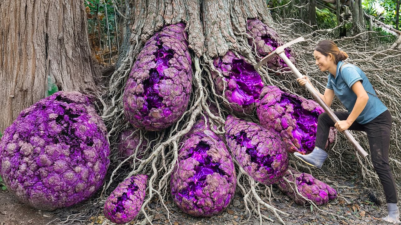 Women Harvesting Mysterious Cracked Root Bulbs Deep in the Mountain – What’s Inside Will Shock You