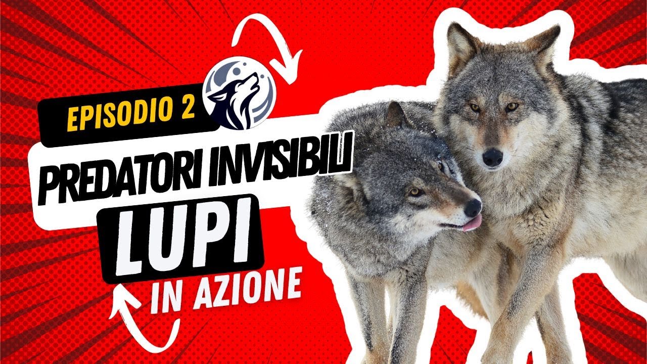 2. Predatori Invisibili    Lupi in Azione nella Notte Appenninica
