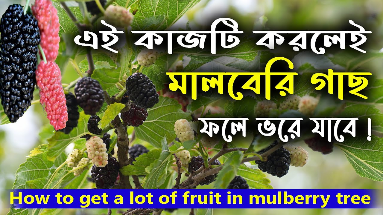 এই কাজটি করলেই মালবেরি গাছ ফলে ভরে যাবে ! How to get a lot of fruit in mulberry tree !
