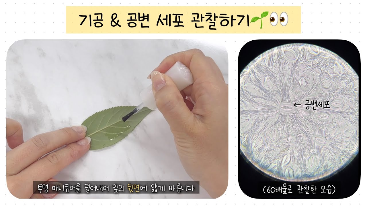 (2015개정) 기공과 공변 세포 관찰하기🌱👀