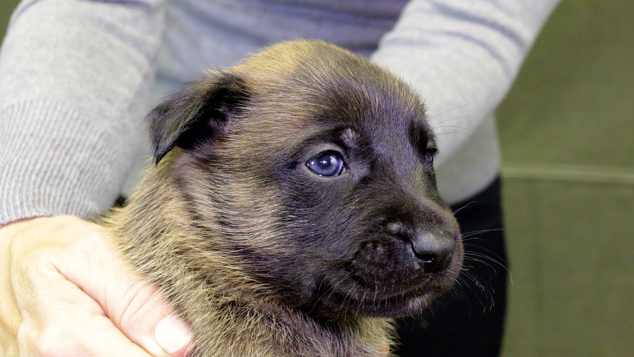 Critical Stages of Puppy Development - Awareness and Canine Socialization Period