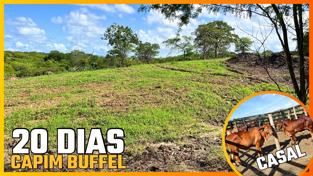 CAPIM BUFFEL APÓS 20 DIAS DE PLANTIO + CASAL SINDI PO