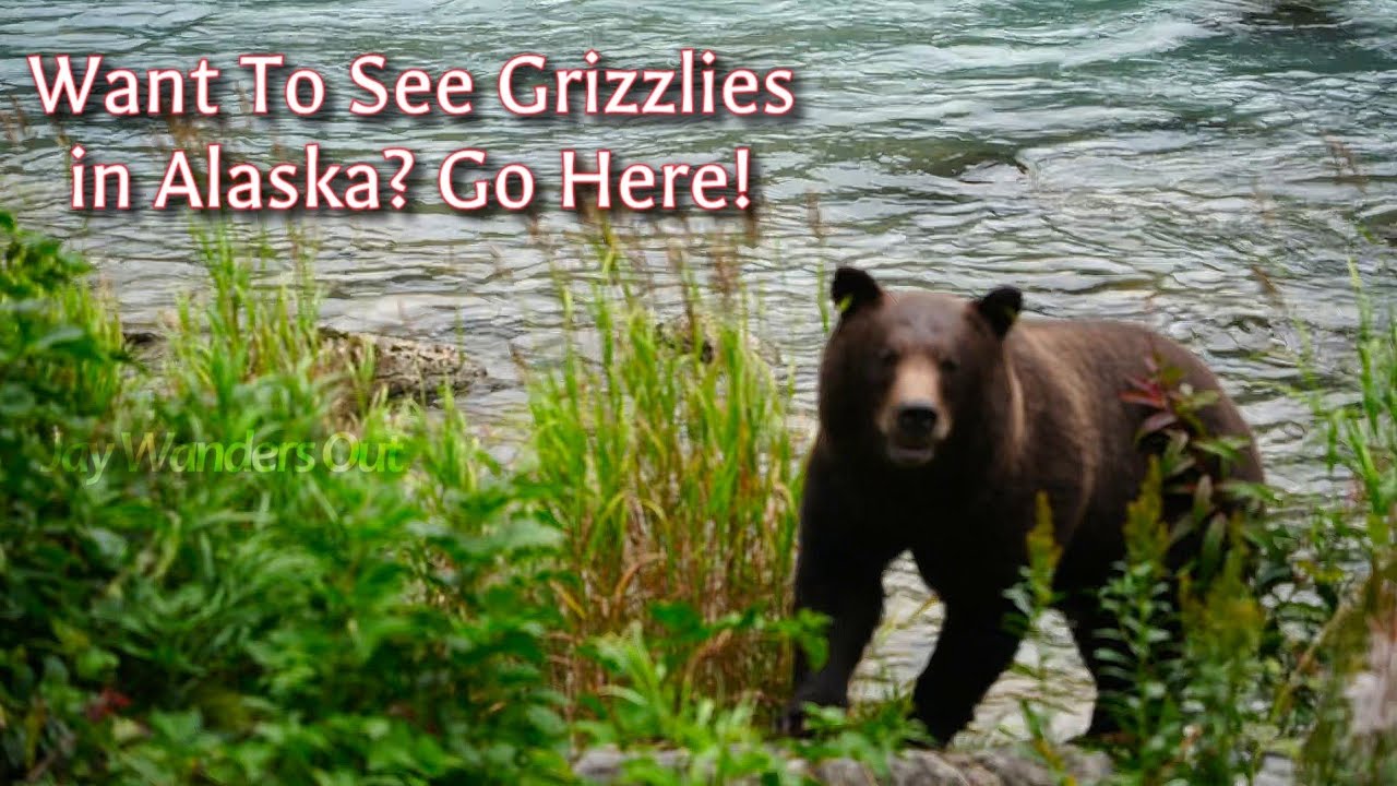 We Saw Grizzly Bears Every Day Here, Finally!!