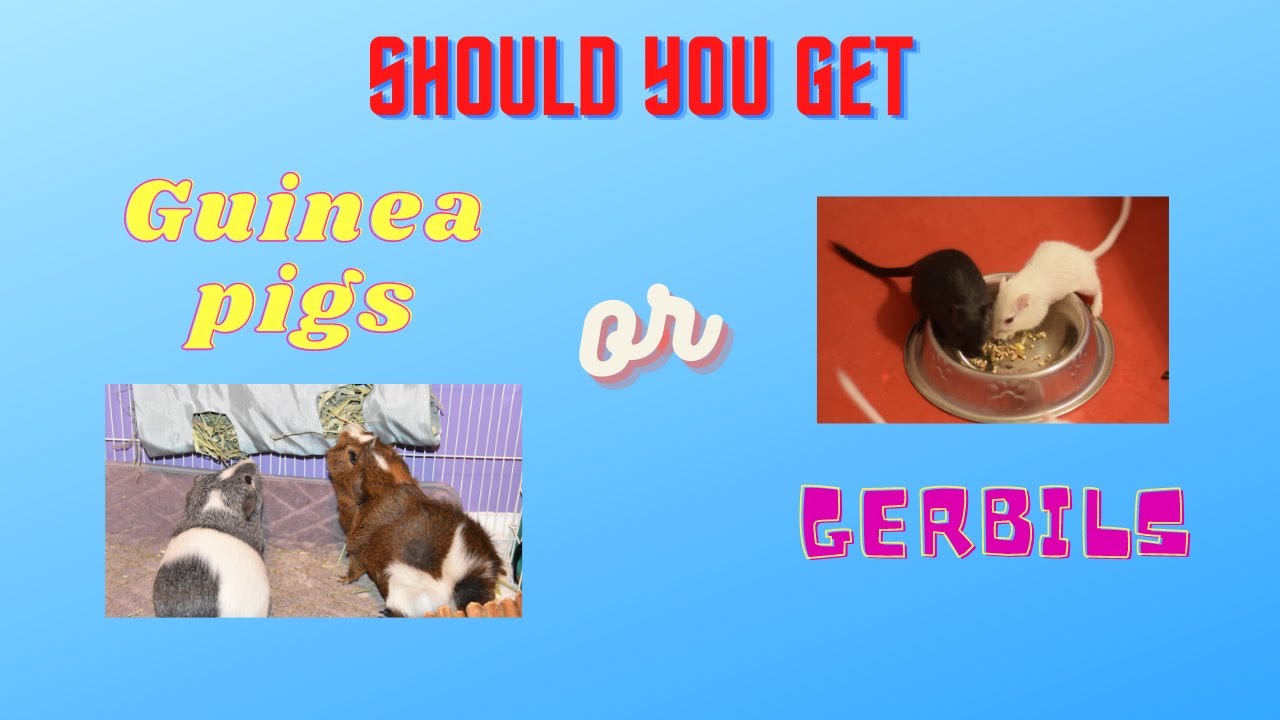 Should You Get Guinea pigs or Gerbils (Fun Quiz)!