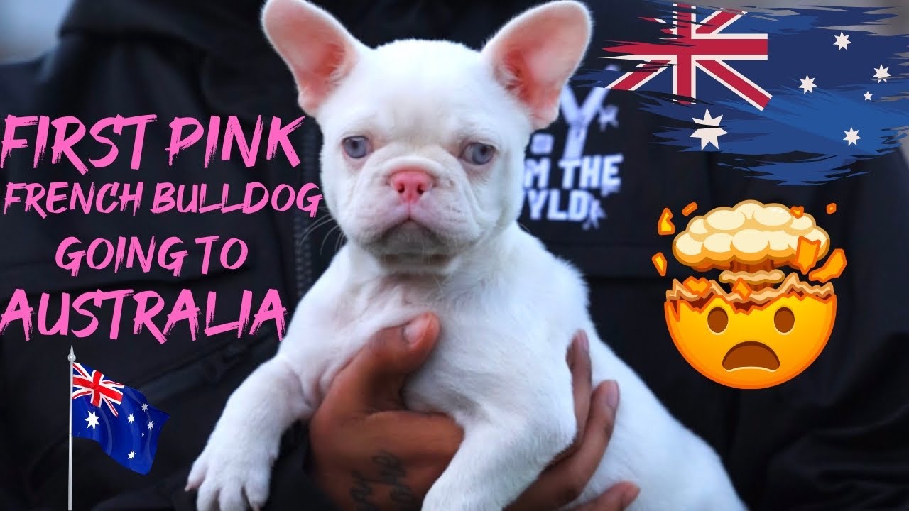 First Pink French Bulldog Going To Australia 🤯