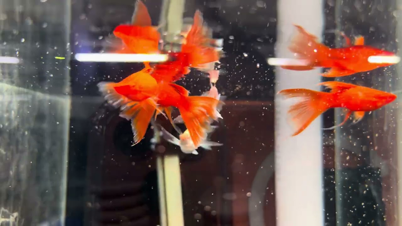 Combo siêu rẻ các dòng cá Molly - Guppy - Huyết Kiếm cho ae chơi tết part 2