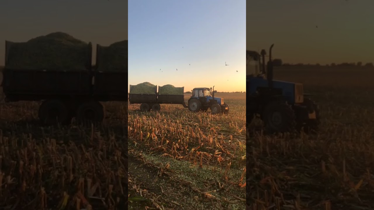 Силосовка 2023 #мтз #камаз #shorst #withme #cows #dairyfarm #tractor
