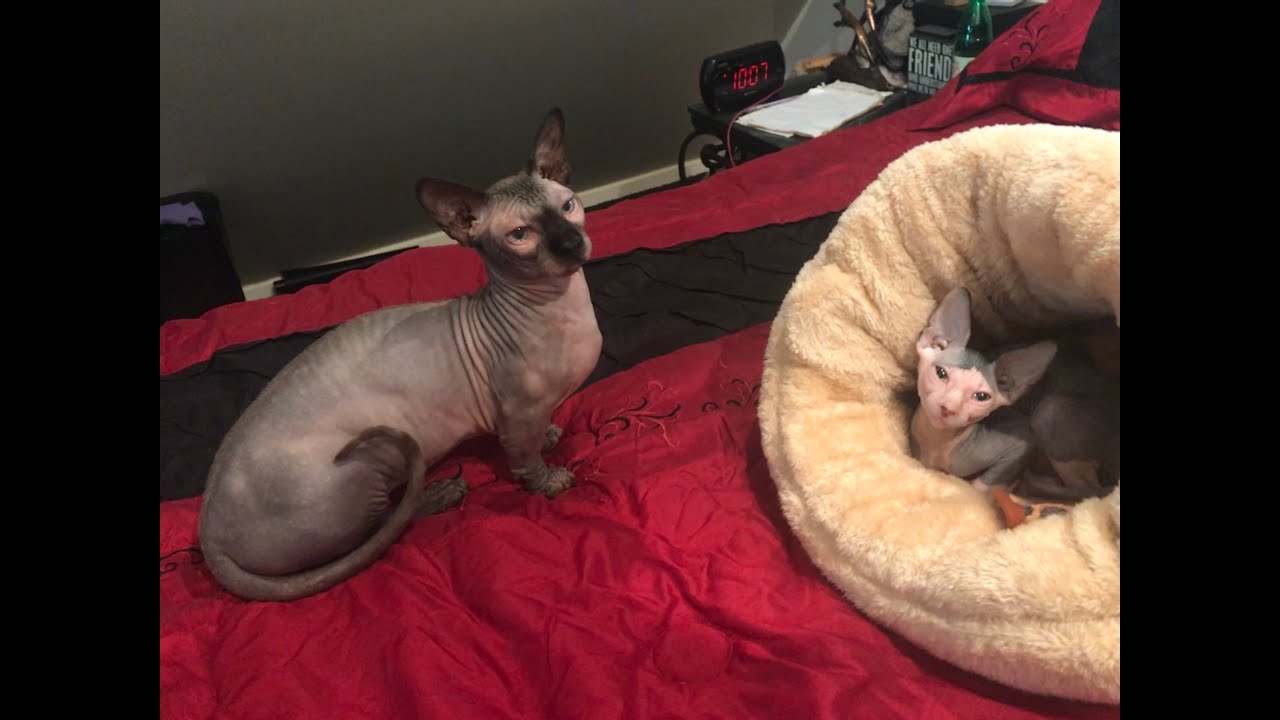 SPHYNX BABY