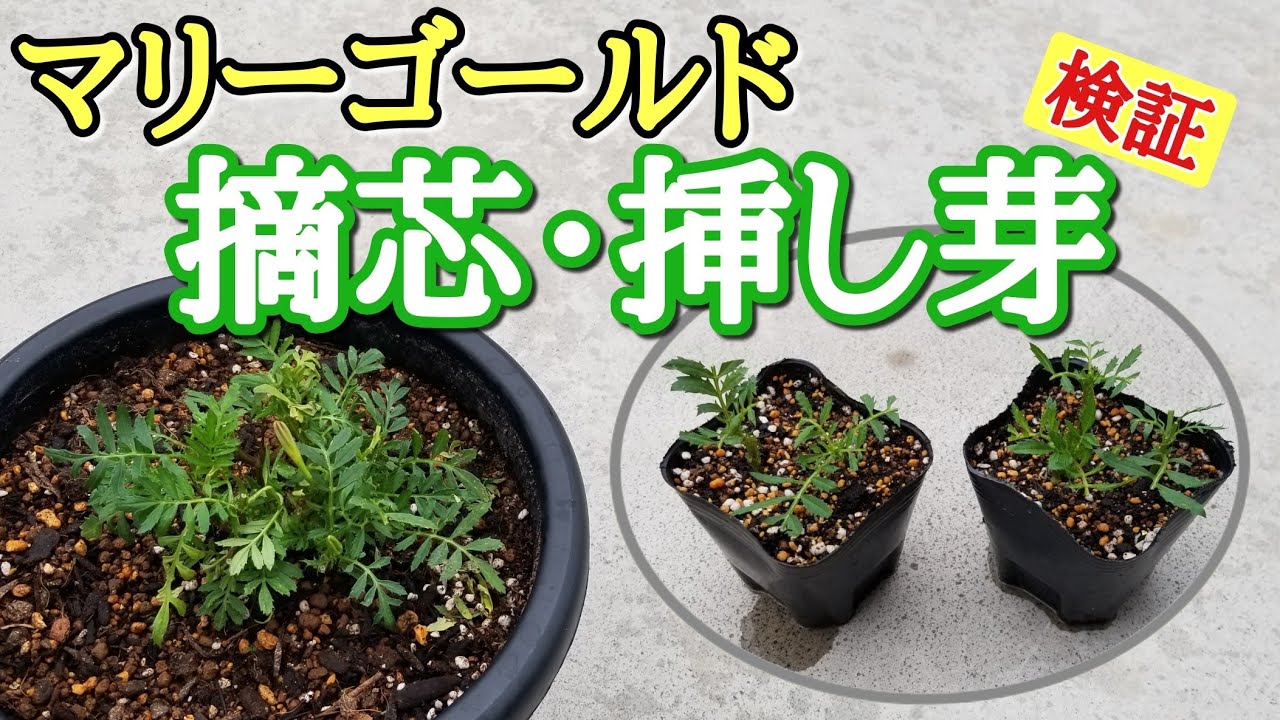 【マリーゴールドの検証】摘芯・挿し芽🌸