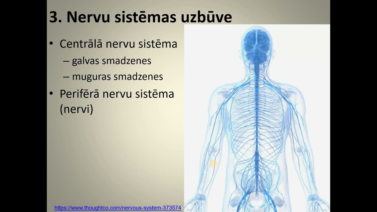Organisma regulācijas veidi. Refleksa loks.