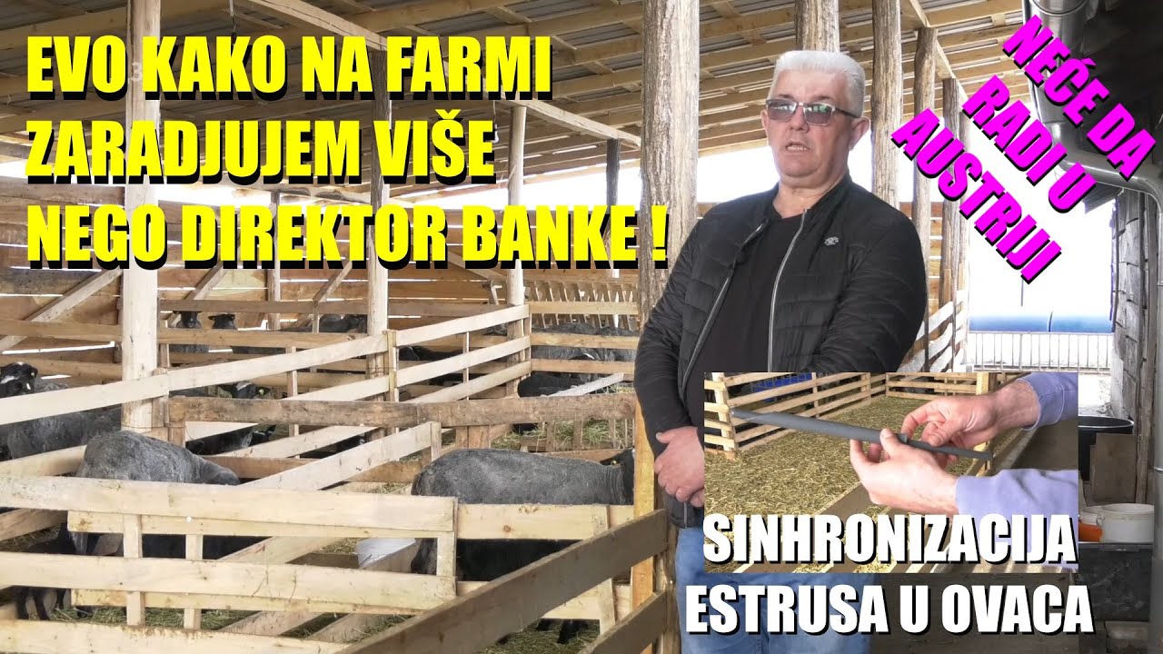 Zaradjujem na FARMI VIŠE NEGO DIREKTOR BANKE ILI GASTARBAJTER , evo kako radi najveća FARMA OVACA...