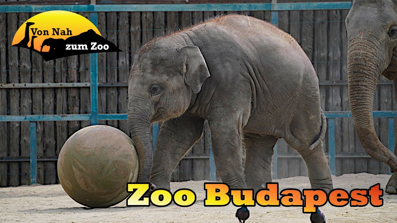 Zoo Budapest - Masse statt Klasse - Von Nah zum Zoo 4k