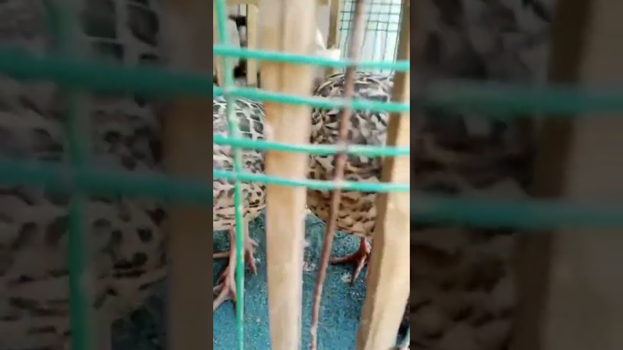 baby born baby Black Francolin 