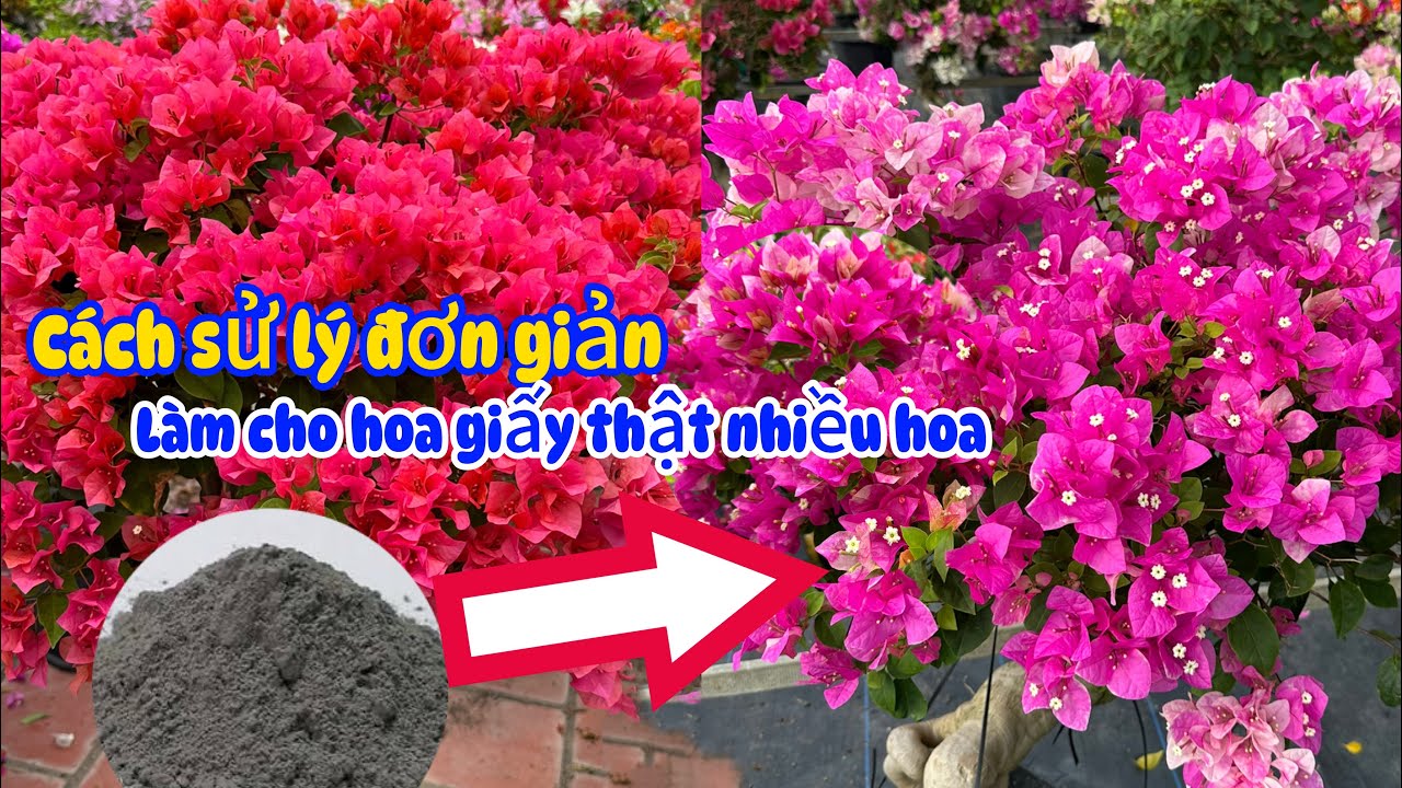 Cách sử lý cây hoa giấy ra hoa cực đơn giản ít tốn kém..