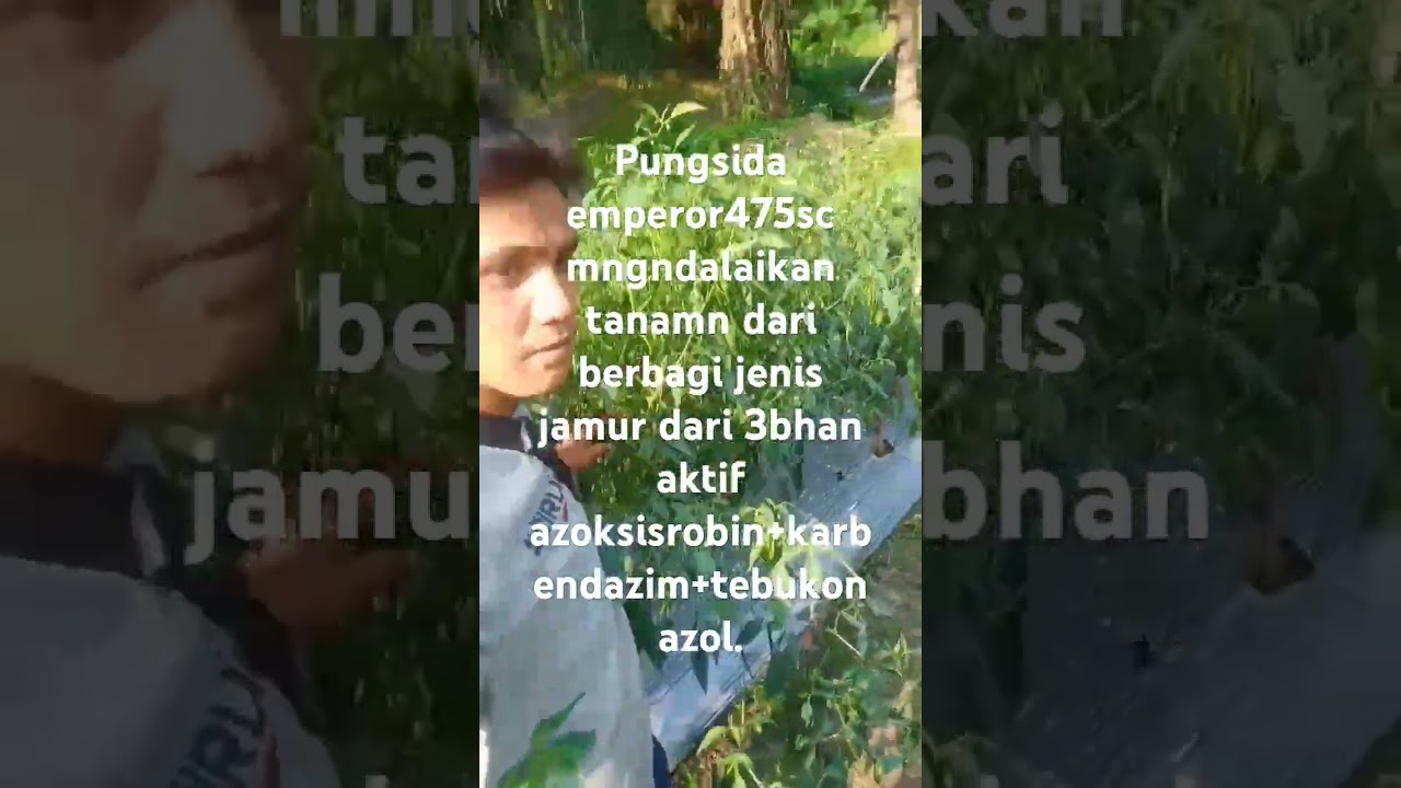 pungsida emperor 475sc kendalikan antranosa becak daun srta jamu 3 bahan aktif