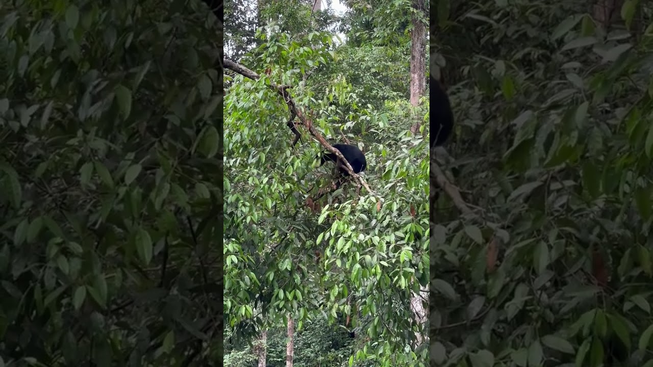 Sun Bear Behaviour | Romolina the sun bear building a tree nest | BSBCC