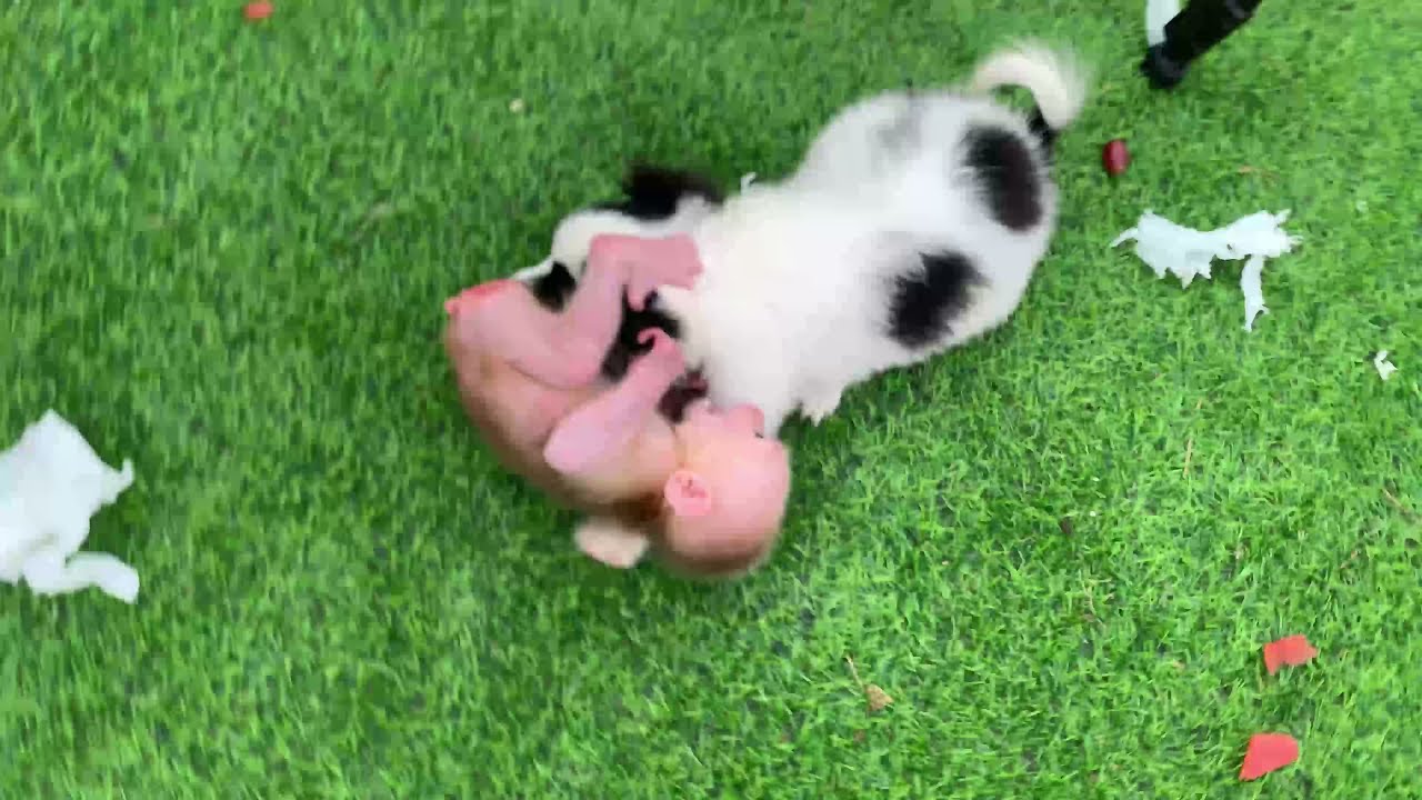Baby monkey and puppy bite each other in the garden