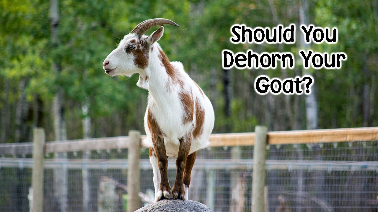 Should you dehorn / disbud your goat?