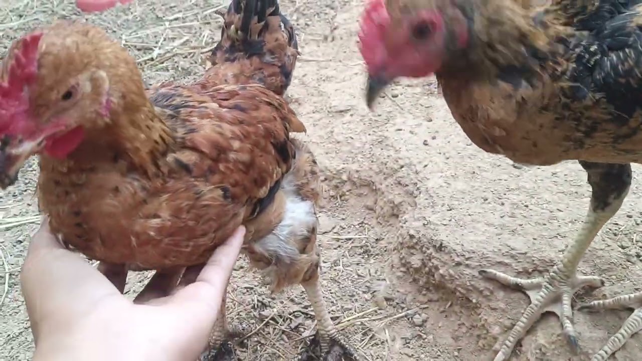 Keep your backyard chickens healthy and happy! 🐔💛