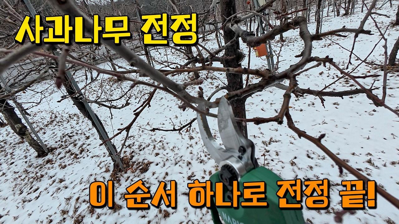 사과나무 전정 이 순서만 기억하세요. 수확량이 늘어납니다 [용감한머슴 Ep.56]