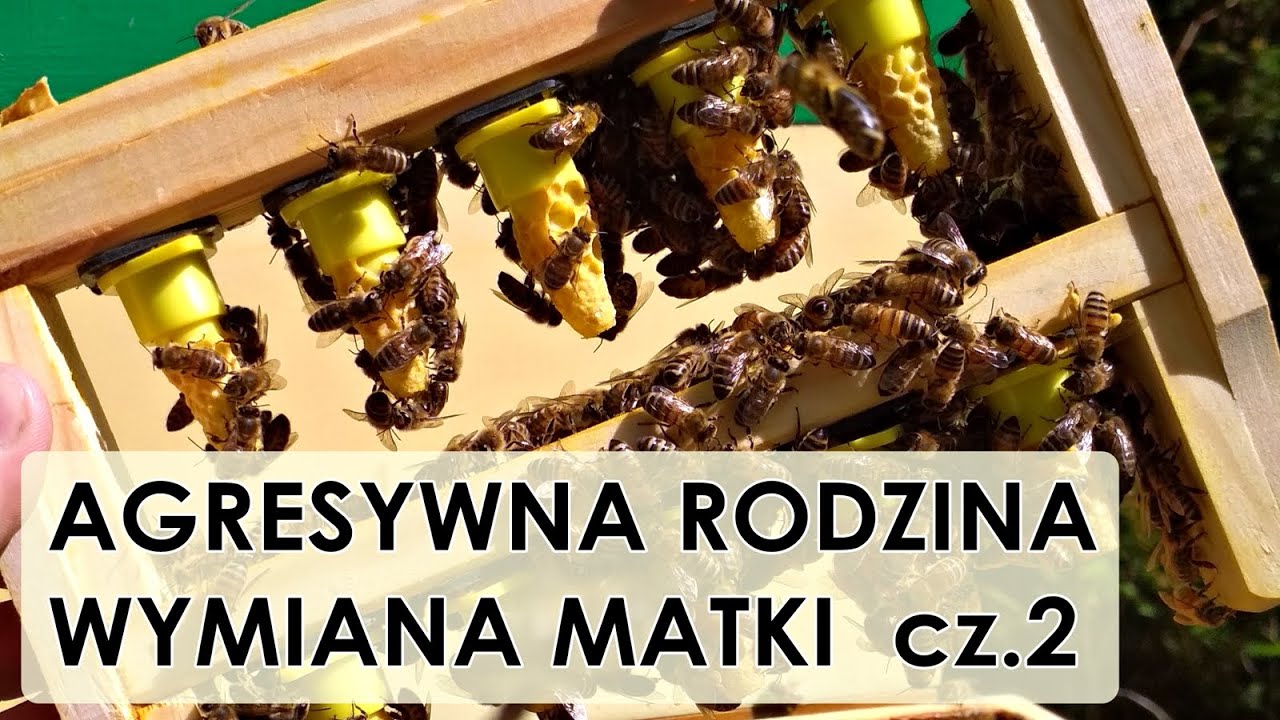 #63 Agresywna rodzina pszczela, wymiana matki cz.2