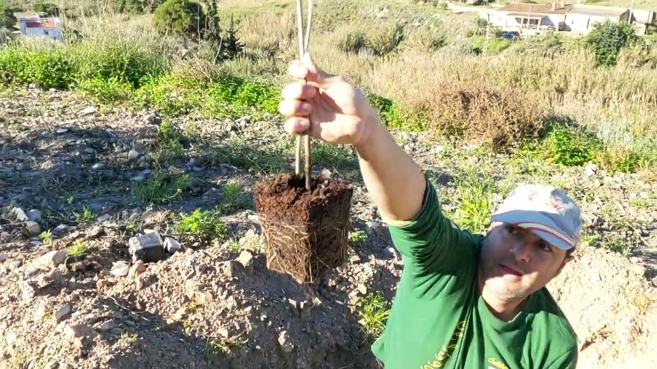 L.M plantando unos olivos variedad BLNQUILLA ,BLANQUETA🌾😊🇪🇸👍💪
