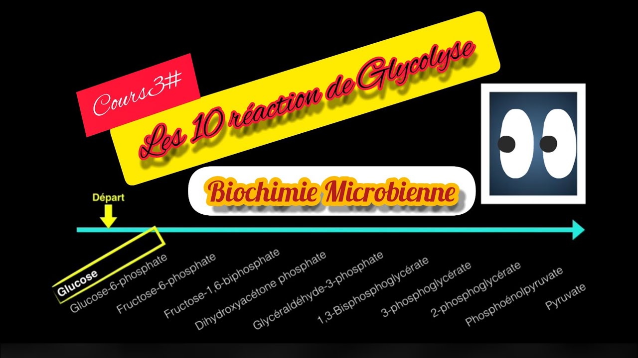 La Glycolyse partie 2 #👍شرح بالعربية