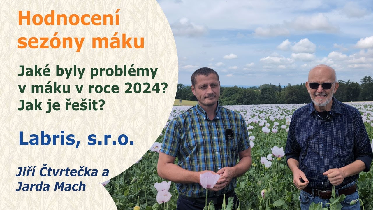 Jaký byl vývoj porostů máku v roce 2024? Na poli Labrisu v Dobrém s Jiřím Čtvrtečkou a Jardou Machem