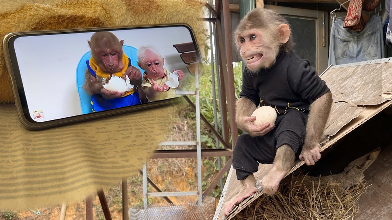 Super smart! Max learns to eat boiled eggs like BIBI monkey