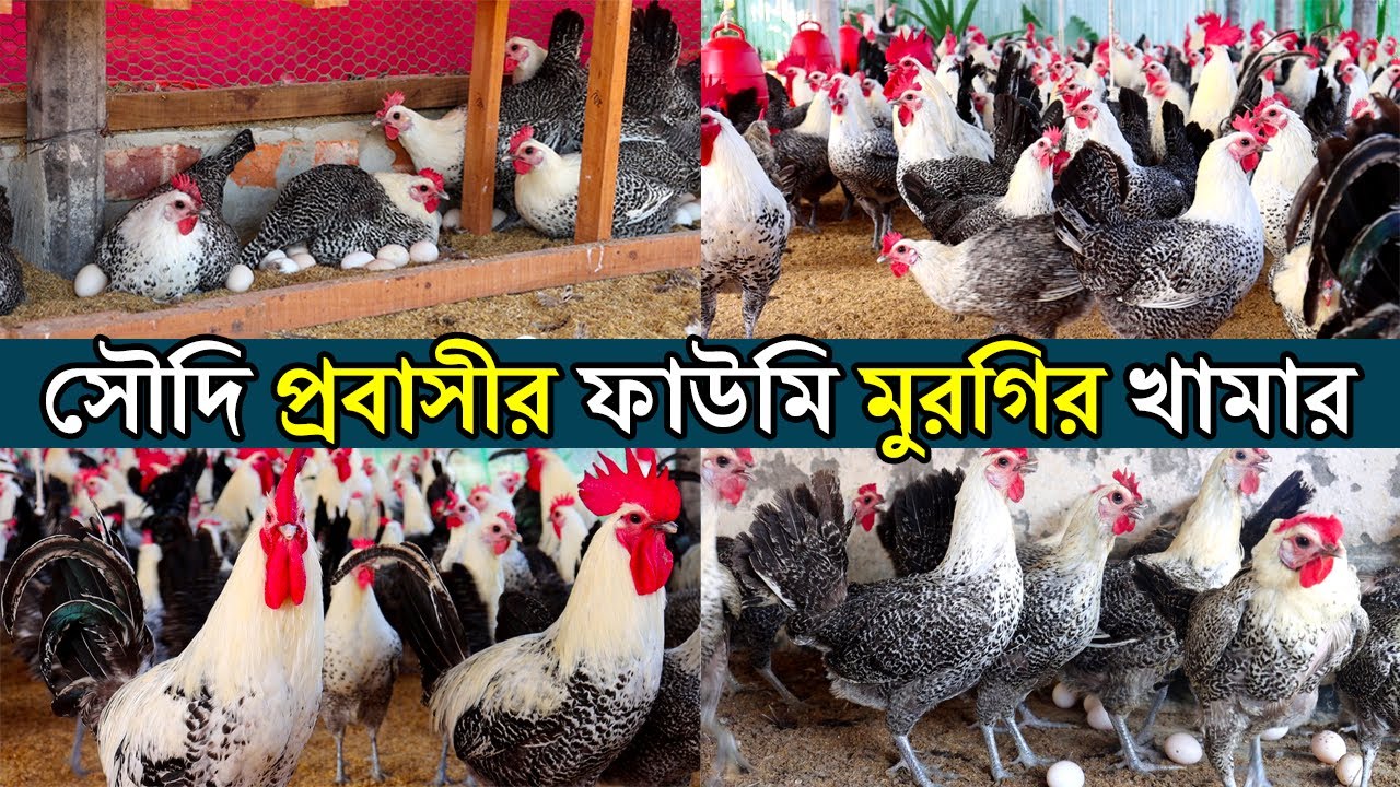 ডিমের রাজা ফাউমি মুরগি পালনে ভাগ্যবদল বাঞ্ছারামপুর গিয়াস উদ্দিনের।Fowomi morgi