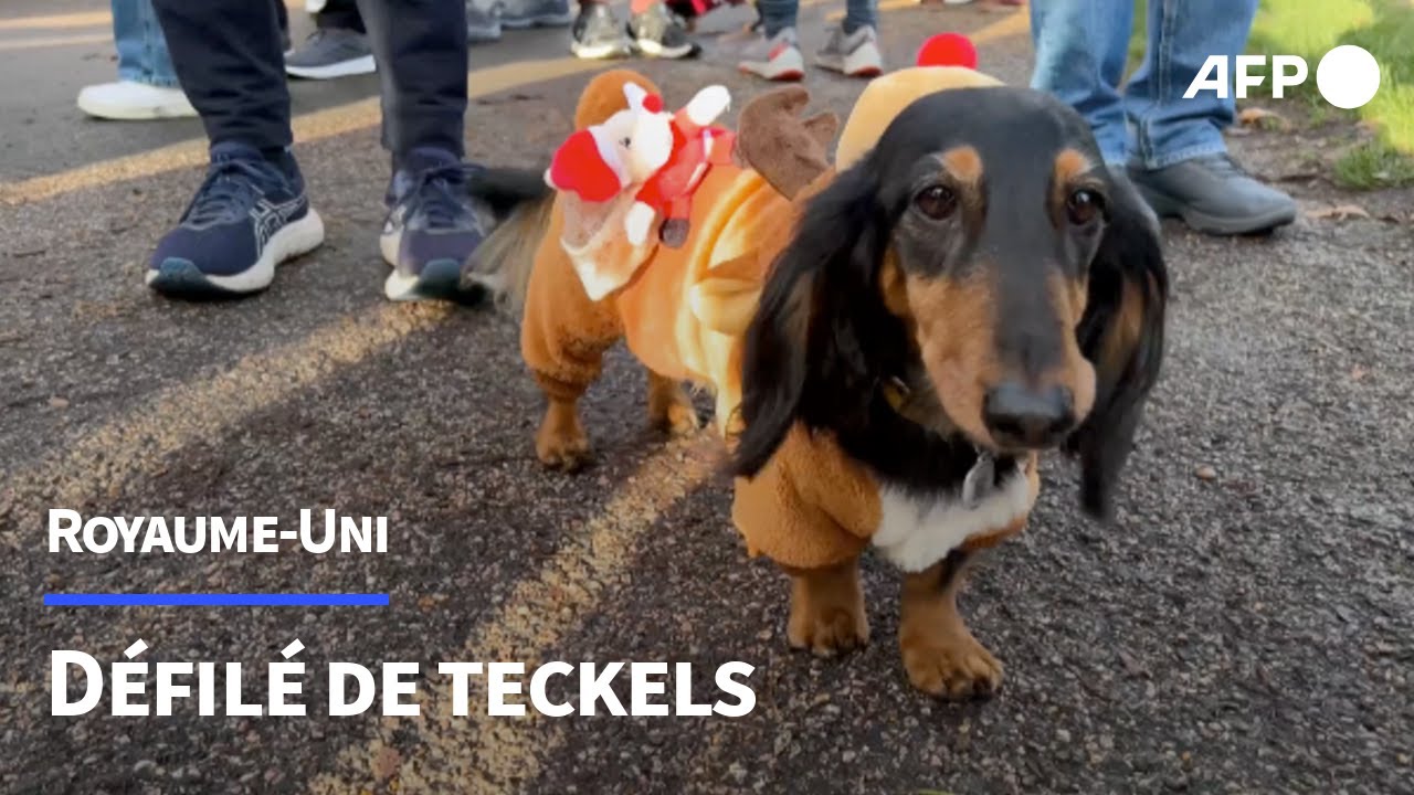 Des centaines de teckels en tenue de Noël défilent dans Hyde Park, à Londres | AFP