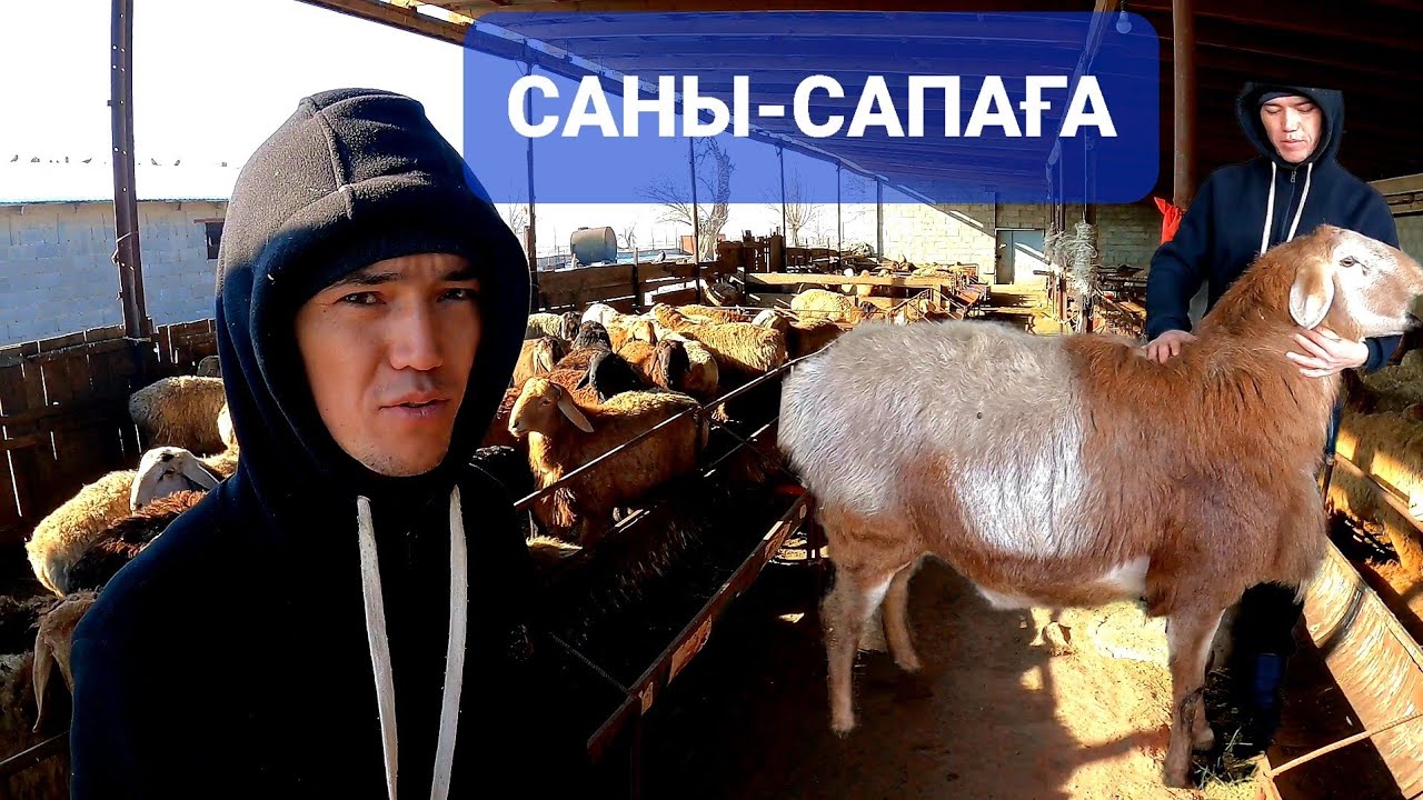 200 ҚОЗЫ ҚОШҚАР БОРДАҚЫЛАУ 20 МИЛЛИОН ТАБЫС.САНЫНАН САПАҒА ЖҰМЫС ҚУАТ АҒА