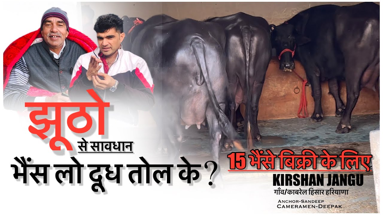 15 भैंसे बिक्री के लिए || झूठो से सावधान भैंस लो दूध तोल के || KIRSHAN JANGU KABREL HISAR||