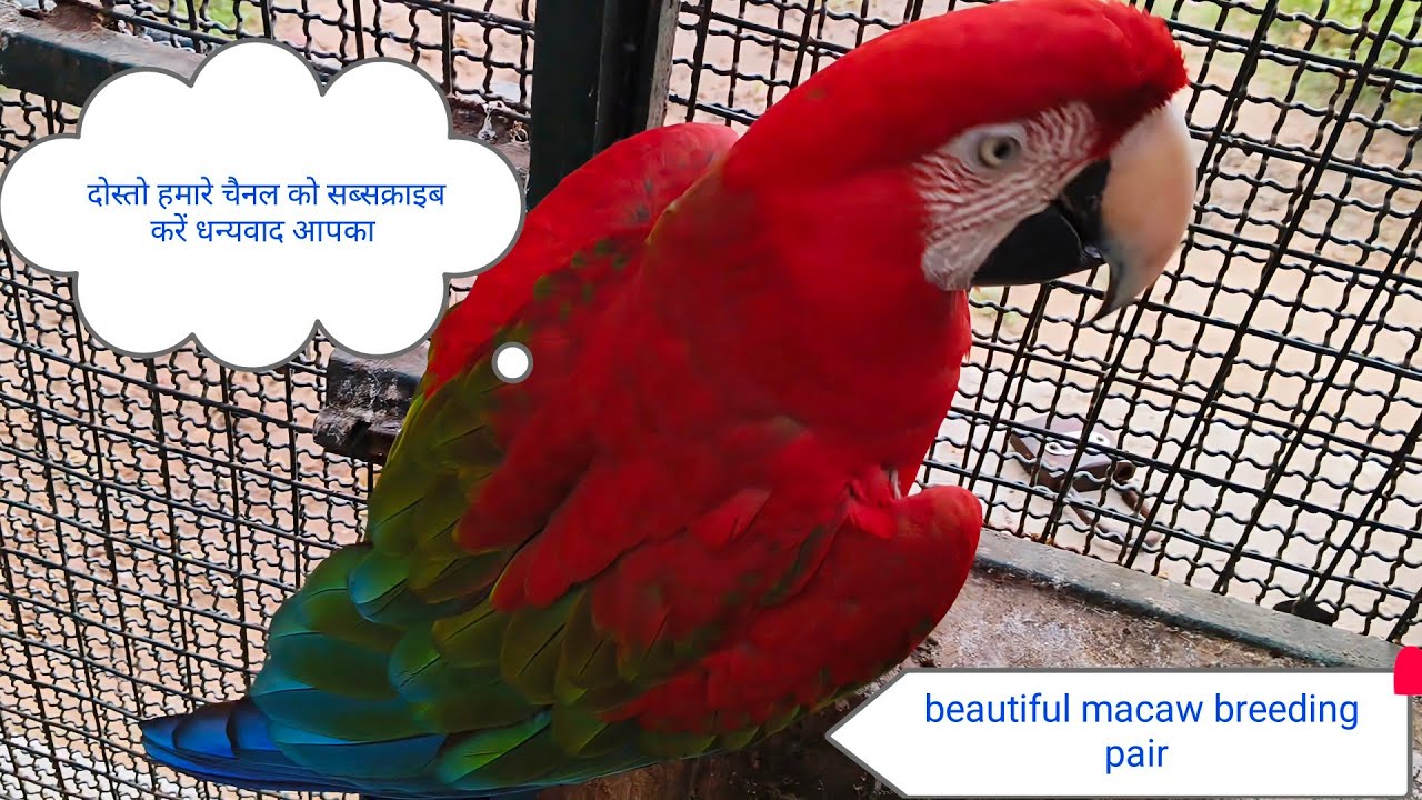 #birds parrot ashok yadav 