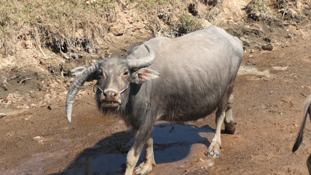 Many large buffaloes are eating grass.🦬🦬🐃