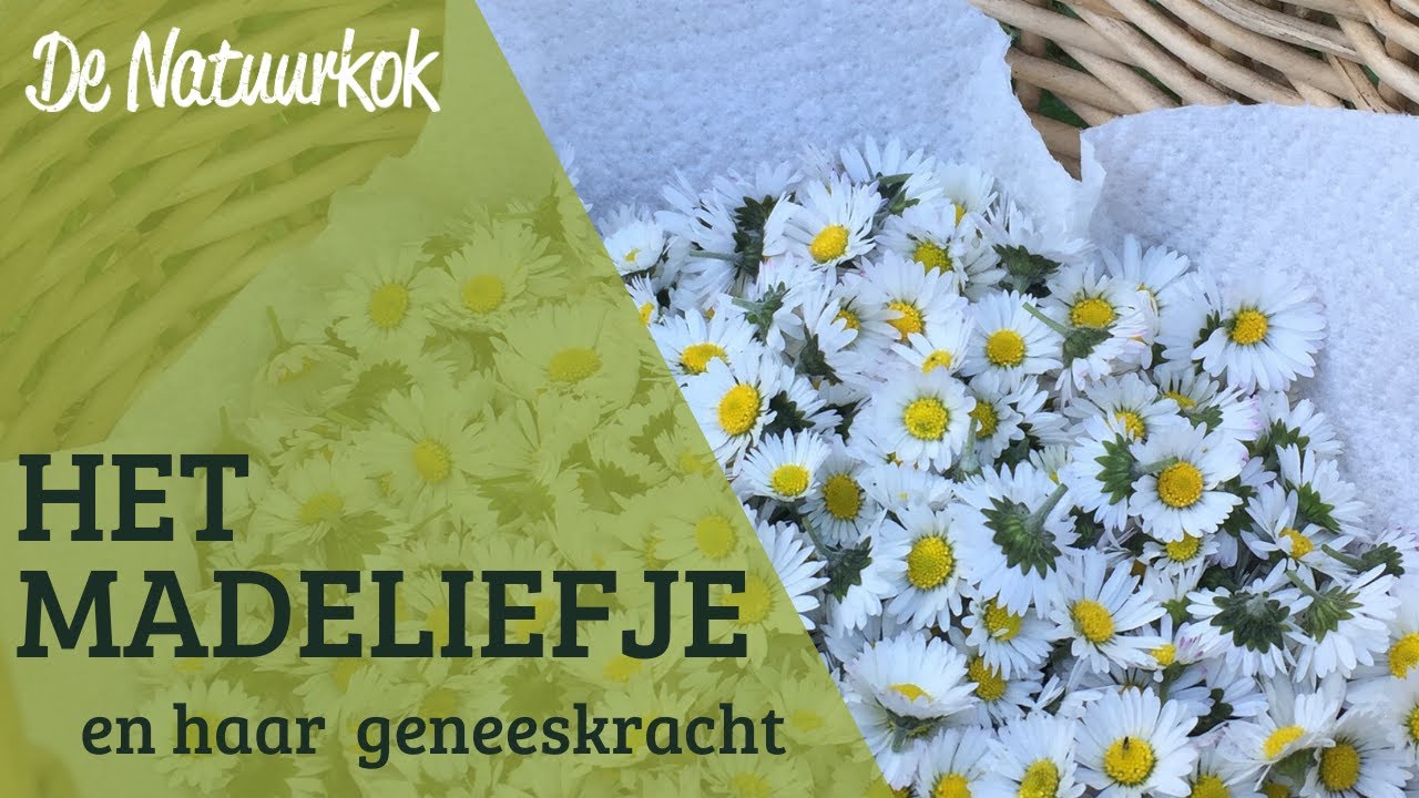 De geneeskracht van het Madeliefje