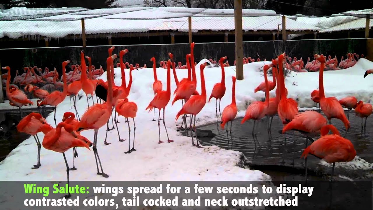 Flamingo Courtship Display 101