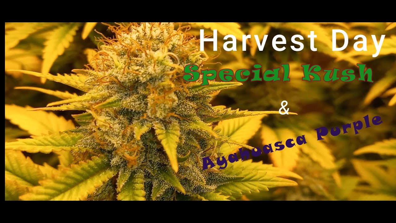 Ayahuasca Purple  & Special Kush Harvest . Day 66
